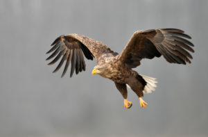 Ein Adler schwebt majestätisch im Himmel – Symbol für Weitsicht, Mut und Klarheit