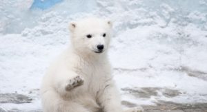 Ein Eisbär schreitet kraftvoll über das Eis – Symbol für Heilenergie, Klarheit und innere Stärke