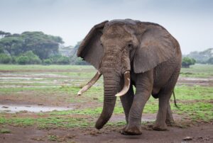 Ein ruhiger Elefant in Bewegung – Symbol für Weisheit, Sanftmut und Erdung