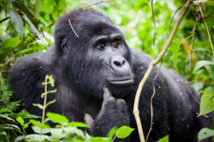 Ein Gorilla sitzt ruhig und kraftvoll – Symbol für Authentizität, Stärke und bewusste Abgrenzung