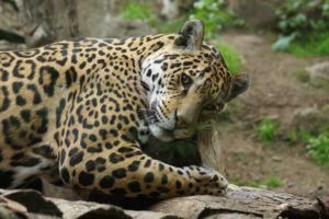 Ein Jaguar mit intensivem Blick im Dschungel – Symbol für Herzmagie, geistige Klarheit und spirituellen Schutz
