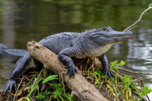 Ein Krokodil ruht im Wasser – Symbol für Heilung, seelische Tiefe und kraftvolle Transformation