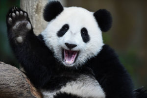 Panda,-Krafttierspirit,-Daniel-G.-Süssli,-Yoga-Institut-Baden-Dättwil