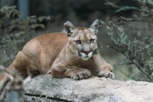 Ein Puma in aufrechter Haltung – Symbol für Disziplin, Führungsqualität und ruhige Zielstrebigkeit