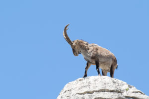 Ein Steinbock auf felsigem Pfad – Symbol für Willenskraft, Klarheit und geistige Ausdauer