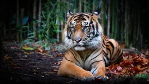 Ein Tiger im goldenen Licht – Symbol für kreative Willenskraft, Begeisterung und rebellische Lebenskraft
