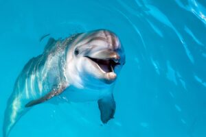 Ein Delfin springt durch die Wellen – Symbol für Lebensfreude, Intuition und Harmonie