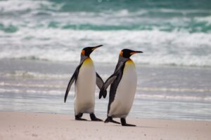 Zwei aufrecht stehende Pinguine – Symbol für Treue, emotionale Standhaftigkeit und liebevollen Familiensinn