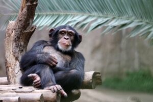 Ein nachdenklicher Schimpanse – Symbol für kreative Intelligenz, Humor und lebendige Selbsterkenntnis