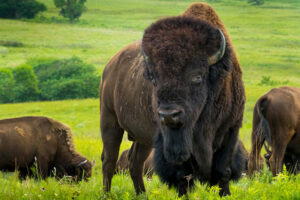 Bison - Krafttierspirit in Baden-Dättwil