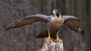 Falke - Krafttier-Spirit in Baden Dättwil