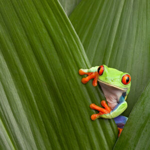 Ein Frosch sitzt im grünen Blatt – Symbol für Transformation, Heilung und mutige Neuanfänge