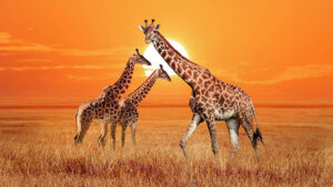 Giraffe - Krafttier-Spirit in Baden Dättwil