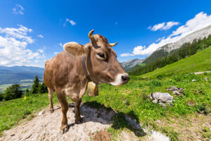 Kuh - Krafttier-Spirit in Baden Dättwil