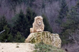 Ein Löwe ruht majestätisch – Symbol für Würde, seelische Stärke und geistige Ausstrahlung