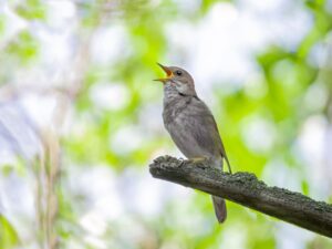 Eine Nachtigall singt auf einem Zweig – Symbol für Herzöffnung, Klangbewusstsein und liebevolle Präsenz