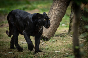 Panther - Krafttier-Spirit in Baden Dättwil