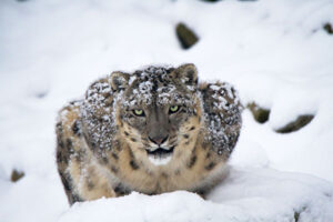 schneeleopard-krafttierspirit-daniel-suessli_