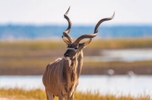 Antilope - Krafttierspirit in Baden Dättwil